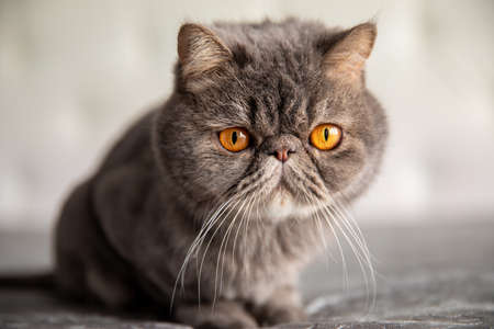 gray beautiful cat with large yellow eyes