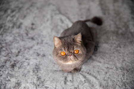 gray beautiful cat. trimmed cat. a cat's haircut. pet. Exotics catの写真素材