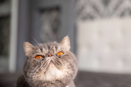 beautiful gray cat with tie butterfly. Cat with Butterfly on the neck. cat looks up. Copy spaceの写真素材