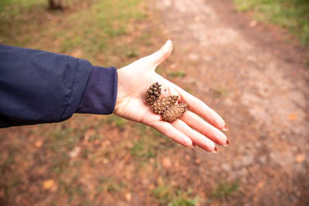 small cones in the palm of the hand. autumn time. gifts of the forest.の写真素材