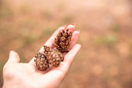 small cones in the palm of the hand. autumn time. gifts of the forest.