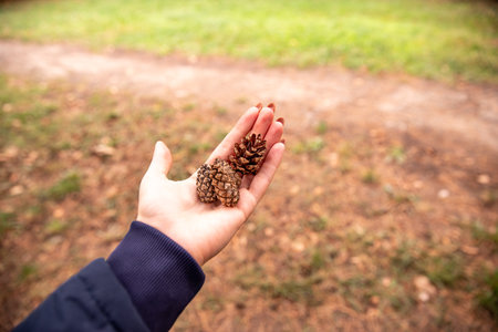 small cones in the palm of the hand. autumn time. gifts of the forest.の写真素材