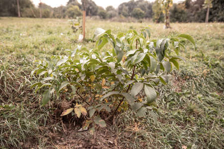a small young tree. walnut tree.の写真素材
