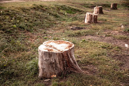 stump. fallen tree. The felled trees are stacked ready to be removed from the forestの写真素材