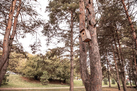 a squash in the forest on a tree. bird house on a pine tree in the park. birdhouse.の写真素材