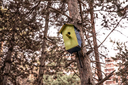 a squash in the forest on a tree. bird house on a pine tree in the park. birdhouse.