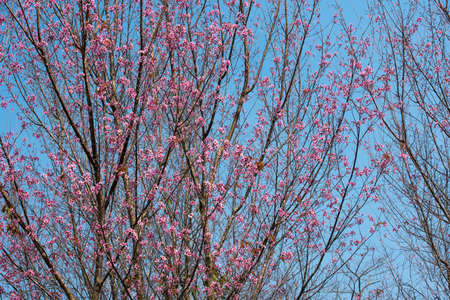 Wall of flowers that name is Wild Himalayan Cherry Prunus Cerasoides. Wall of flowers that name is Wild Himalayan Cherry Prunus Cerasoides.