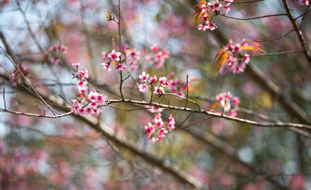 little flowers in stong color tone. Name of flowers is Wild Himalayan Cherry Prunus Cerasoides.の写真素材
