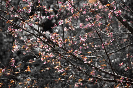 Little flowers in stong color tone. Name of flowers is Wild Himalayan Cherry Prunus Cerasoides.の写真素材