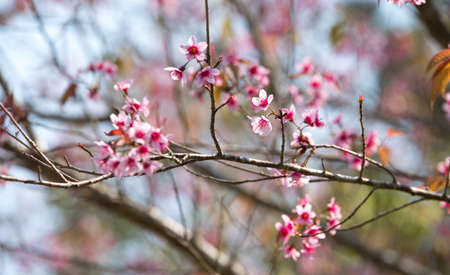 little flowers in stong color tone. Name of flowers is Wild Himalayan Cherry Prunus Cerasoides.の写真素材