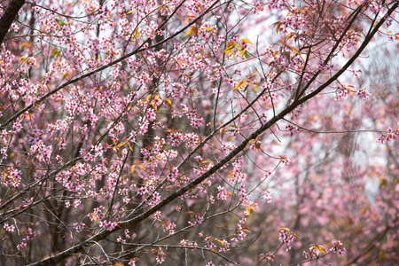 little flowers in stong color tone. Name of flowers is Wild Himalayan Cherry Prunus Cerasoides.の写真素材