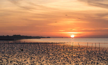 Seagull in silhouette  josh the sea breeze near mangrove forest. Fill you warm to your heart.の写真素材