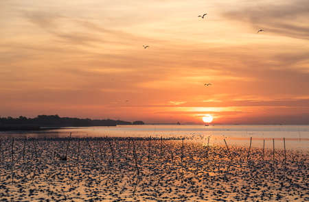 Seagull in silhouette  josh the sea breeze near mangrove forest. Fill you warm to your heart.の写真素材