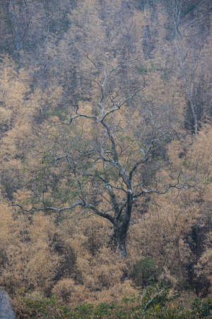 Deciduous trees in the forest make feel strong and hard.の写真素材