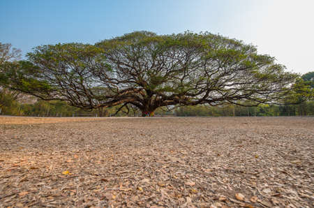 Giant persian silk tree is old 100 years. New attraction in Thailand. selective focus.の写真素材