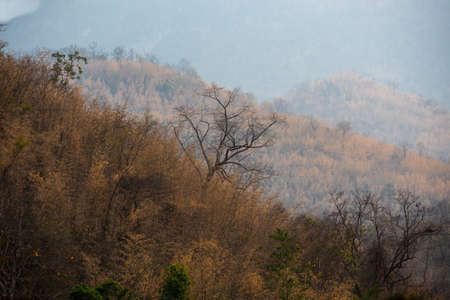 Deciduous trees in the forest make feel strong and hard. selective focus in forground and let background blur.の写真素材