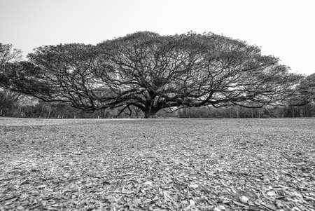 Giant persian silk tree is old 100 years. New attraction in Thailand. selective focus.の写真素材