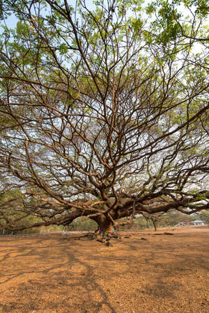 Giant persian silk tree is old 100 years. New attraction in Thailand. selective focus.の写真素材