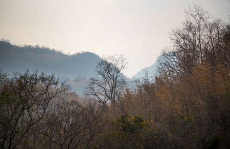 Deciduous trees in the forest make feel strong and hard. selective focus in forground and let background blur.の写真素材