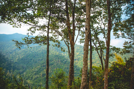 Go to the forest, national park.の写真素材