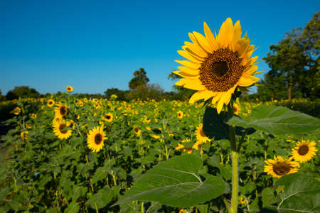 Sunflower field at dam in Thailand call "Pa Sak Jolasid".の写真素材