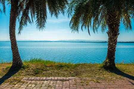 Twin coconut tree beside walkpath at lake. This place is dam in Thailand call "Pa Sak Jolasid".の写真素材