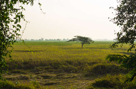 Tree on the rice field with blur ivy in foreground.の写真素材
