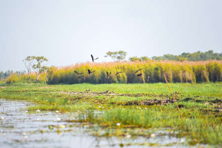 The Birds from cool area are emigrate to wet land.の写真素材
