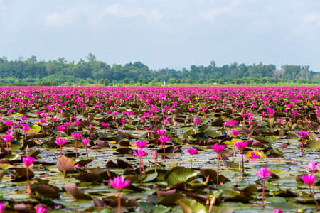 Wet land have so many lotus on the lagoon.の写真素材