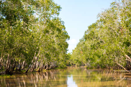 Mangrove forest aroud in the wet land.の写真素材