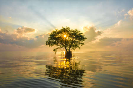 Ray light through cork tree at sea.の写真素材