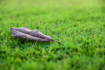 The one crisp leaf come off drop to the floor of green grass.の写真素材