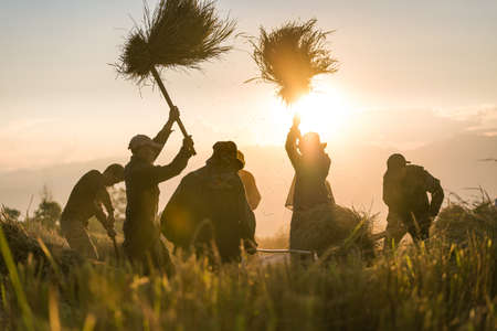 After harvest the rice, farmer have to thrash rice plant for separate the paddy from the plant.