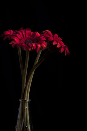 Red flowersの写真素材