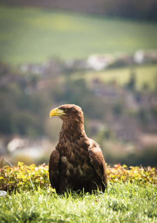 White tailed sea eagleの写真素材
