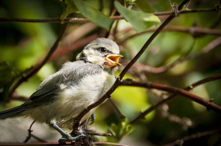 Baby blue tit singingの写真素材