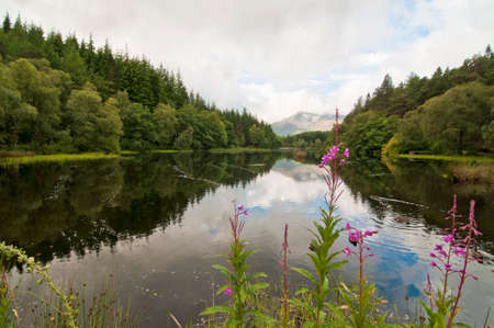 Pink flowers by a scottish lochの写真素材