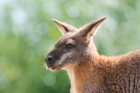Nervous Australian wallabyの写真素材