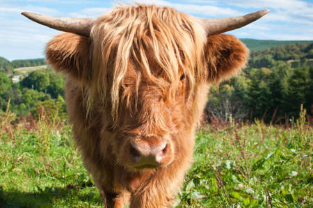 Scottish highland cow looking down the camera lens