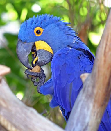 Hyacinth Macaw busy feedingの写真素材