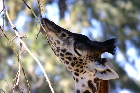 Giraffeの写真素材