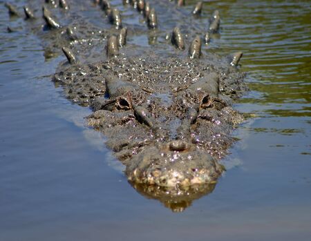 Crocodileの写真素材