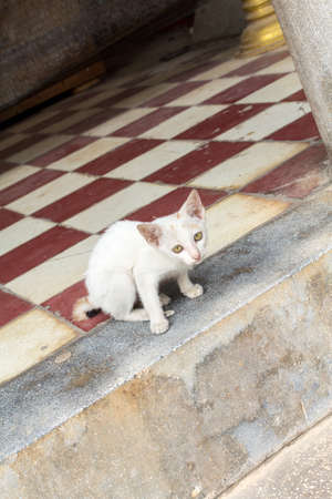 Cat sitting in the door wayの写真素材