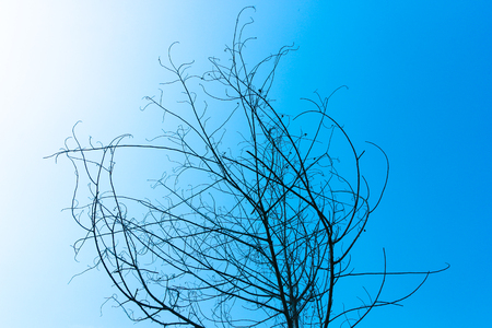 Dried tree on blue skyの写真素材