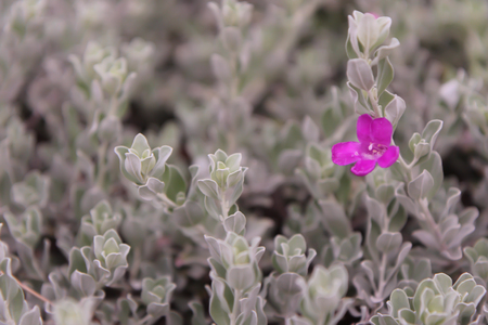 Pink Flower White Plainsの写真素材