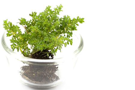 Small tree in glass cup in white background insolateの写真素材