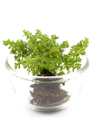 Small tree in glass cup in white background insolateの写真素材