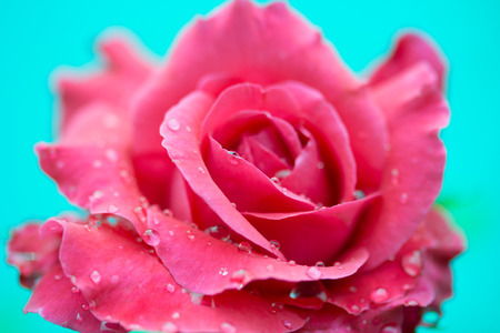 macro of rose with water dropsの写真素材