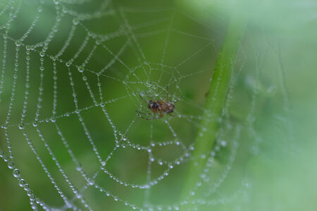Spider on a spider web with water drops.の写真素材