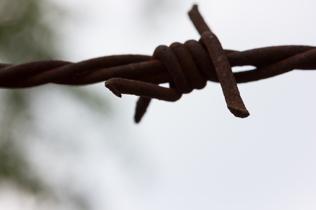 Barbed wire on background in the morningの写真素材